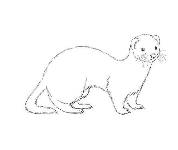 Ласка рисунок