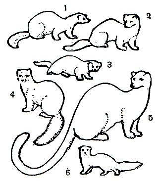 Нарисовать норку поэтапно