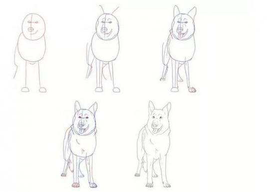 Рисунок немецкой овчарки лёгкий для новичков