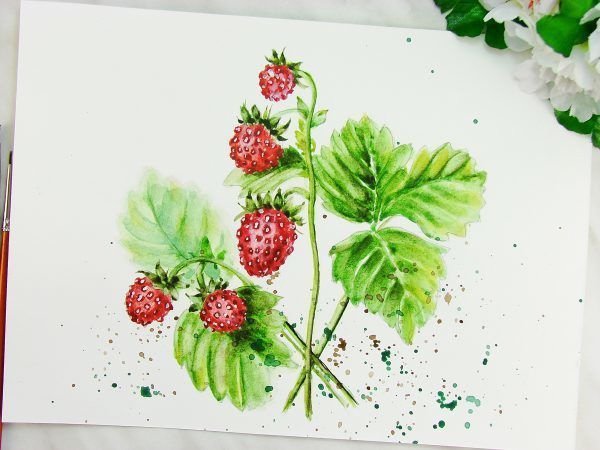 Земляника рисунок акварелью