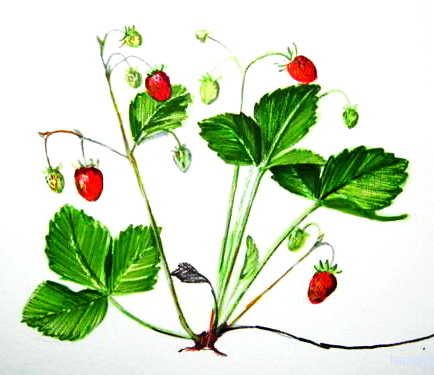 Клубника растет рисунок детский