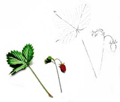 Лист клубники рисунок карандашом