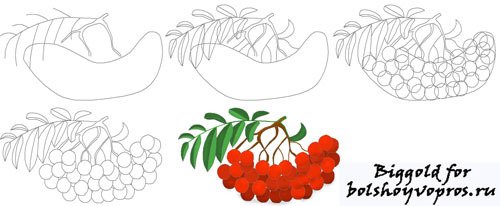Рисуем гроздь рябины поэтапно