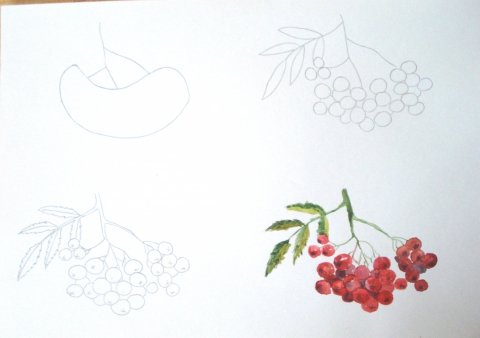 Рисование 4 класс гроздь рябины