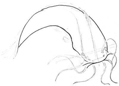 Поэтапное рисование сом