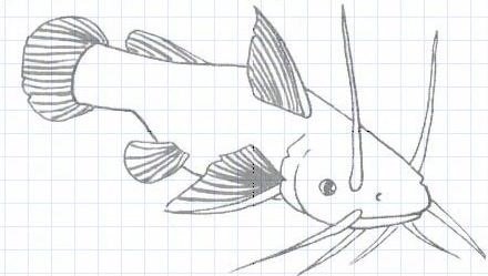 Поэтапное рисование рыбы