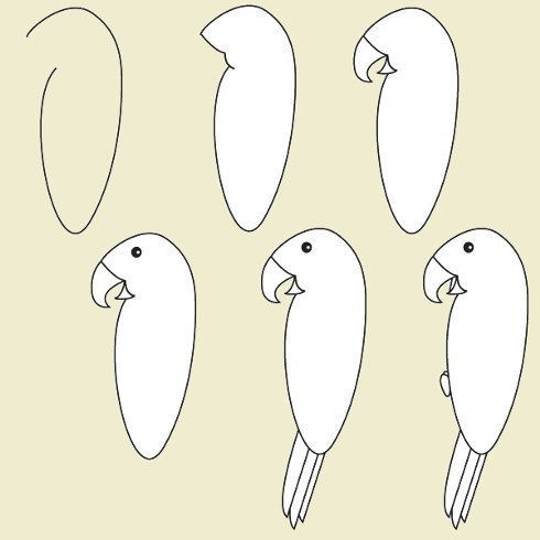 Поэтапное рисование попугая