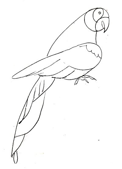 Нарисовать попугая карандашом поэтапно