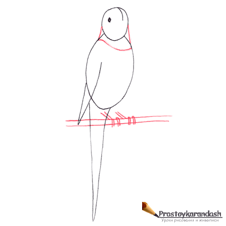 Схема рисования волнистого попугая