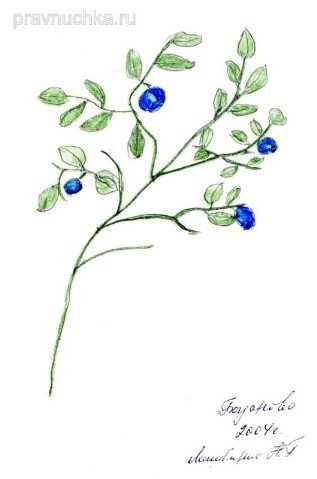 Поэтапное рисование черники