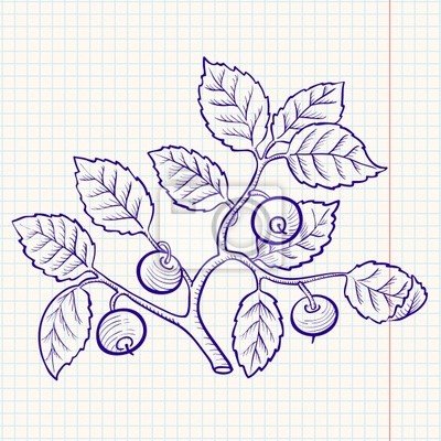 Черника для срисовки