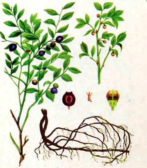 Черника обыкновенная корневище