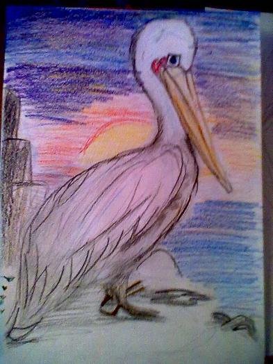 Розовый Пеликан рисунок карандашом