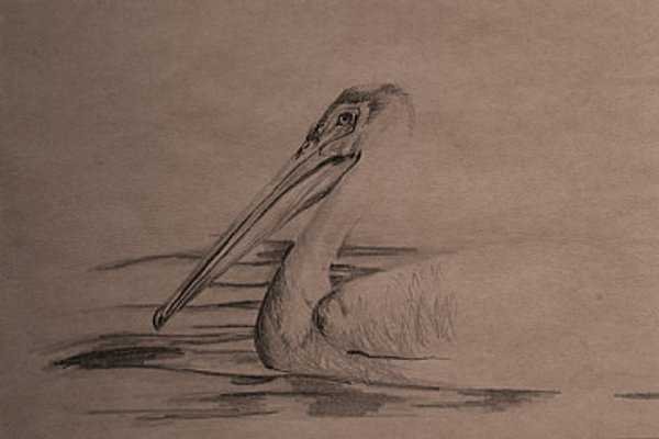 Пеликан Наброски