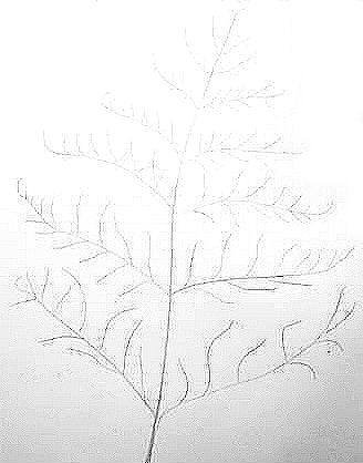 Поэтапное рисование папоротника для детей