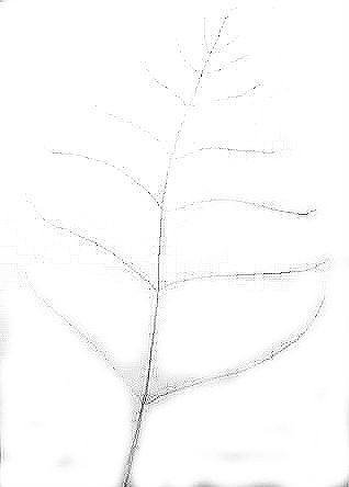 Нарисовать папоротник поэтапно