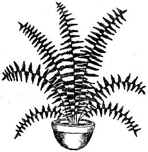 Папоротник нефролепис рисунок
