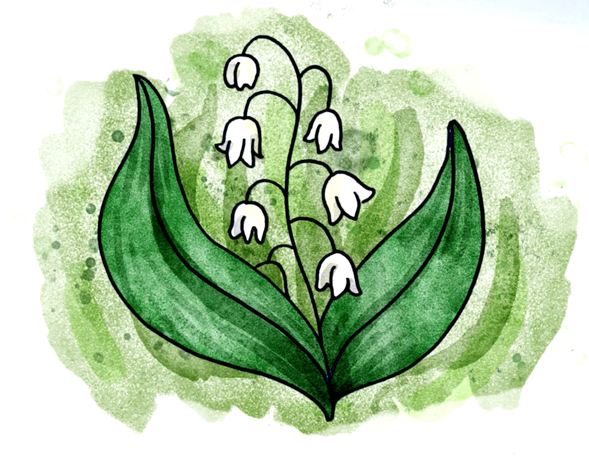 Поэтапное рисование подснежника