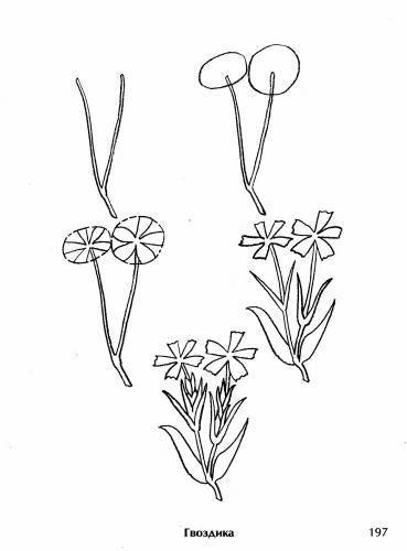 Гвоздики карандашом