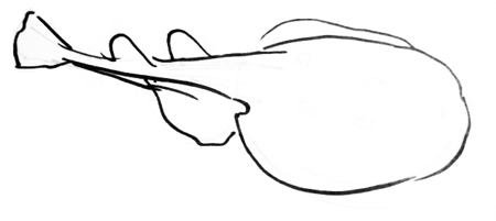 Скат нарисовать поэтапно