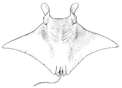 Скат туториал