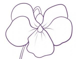 Поэтапное рисование фиалки