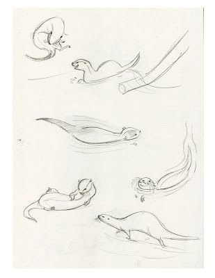 Поэтапное рисование выдры