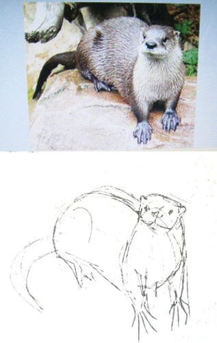 Выдра поэтапно карандашом