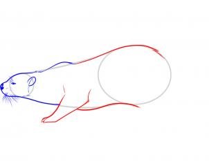 Пошагово нарисовать выдру