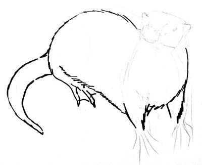 Как нарисовать выдру карандашом поэтапно