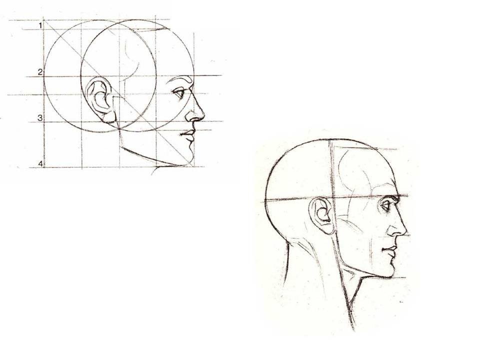 Профиль поэтапно. Как рисовать портрет сбоку. Схема лица человека в профиль. Рисование головы человека в профиль. Голова человека в профиль.