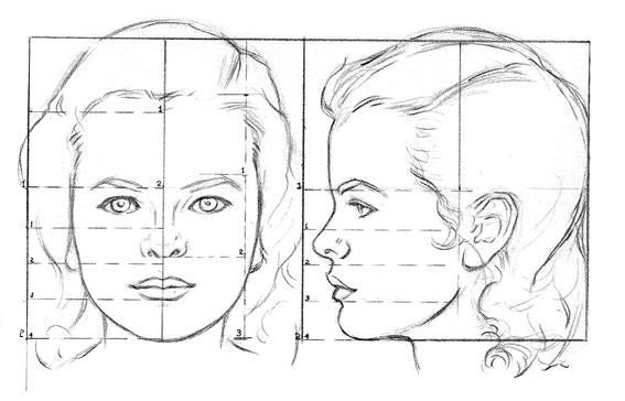 Пропорции лица человека ФАС профиль