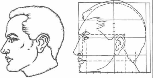 Пропорции лица человека ФАС профиль
