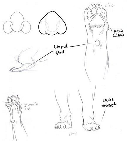 Пошаговый рисунок лапок