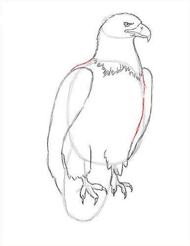 Рисуем орла поэтапно карандашом