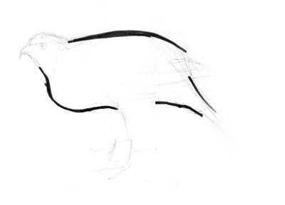 Как нарисовать ястреба из Авангарда