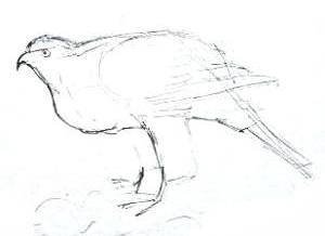 Нарисовать рисунок поэтапно Коршун