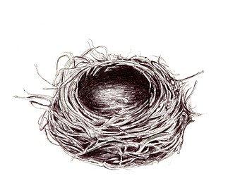 Гнезда поэтапное рисование