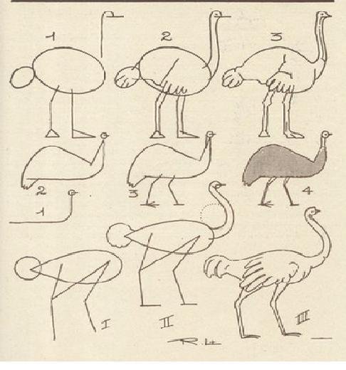 Страус простым карандашом