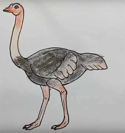 Нарисовать страуса