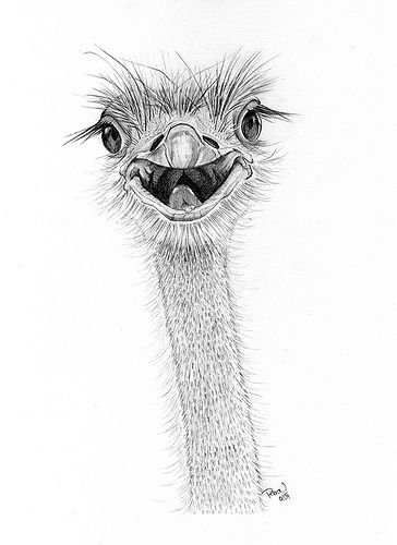 Нарисовать страуса ребенку