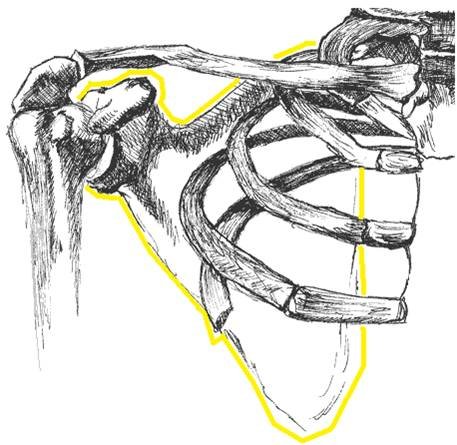 Ключицы карандашом
