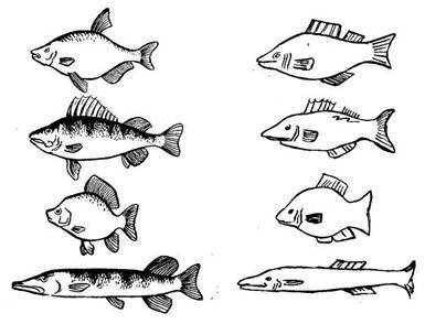 Раскраски для дошкольников речные рыбы