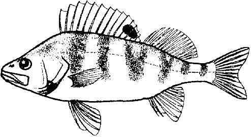 Речной окунь зарисовать