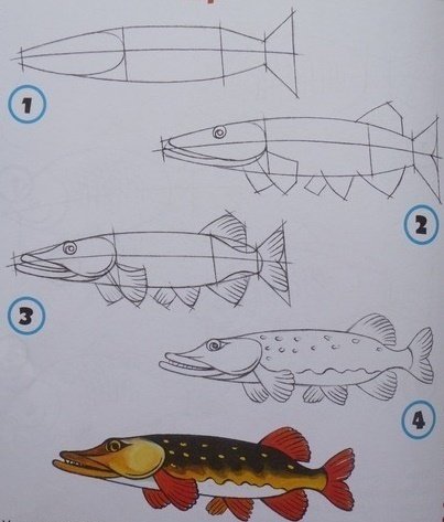 Пошаговое рисование щуки