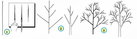 Этапы рисования дерева для детей