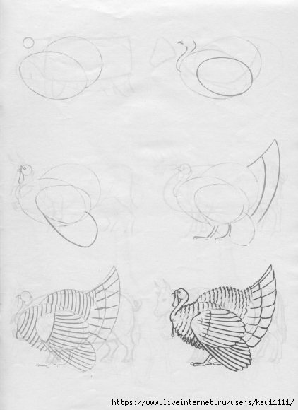 Шаблон индюка