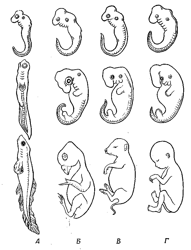 Наличие хвоста у зародыша человека на ранней. Три стадии эмбрионального развития. Этапы эмбрионального развития животных. Последовательные стадии развития зародышей. Стадии эмбрионального развития человека.