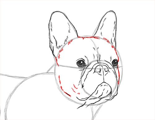 Поэтапное рисование французского бульдога