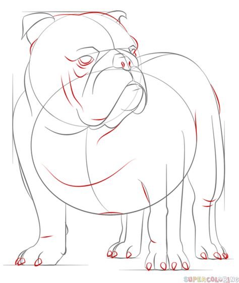 Бульдог карандашом